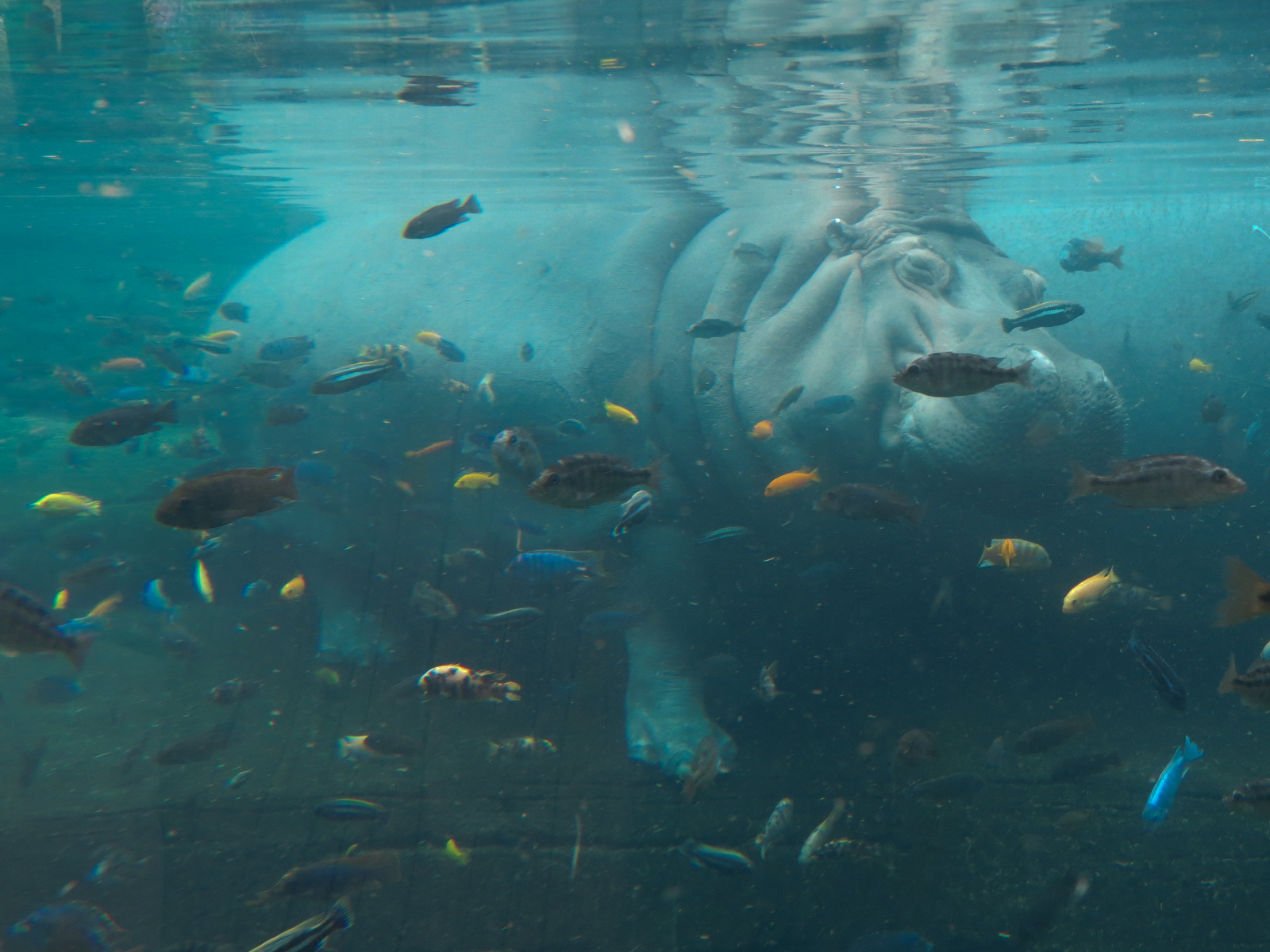 African Savanna - Hippopotamus Exhibit