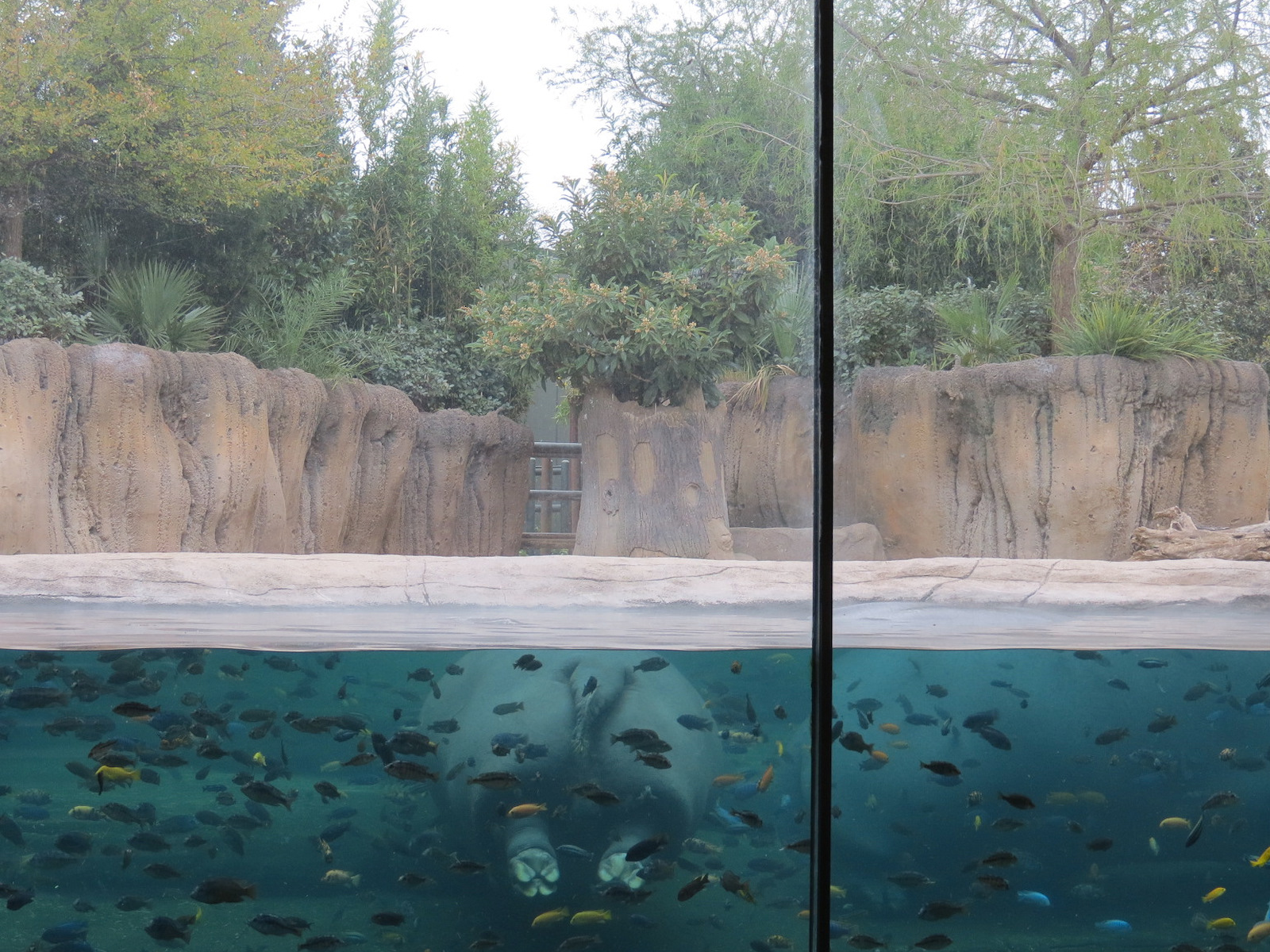 African Savanna - Hippopotamus Exhibit