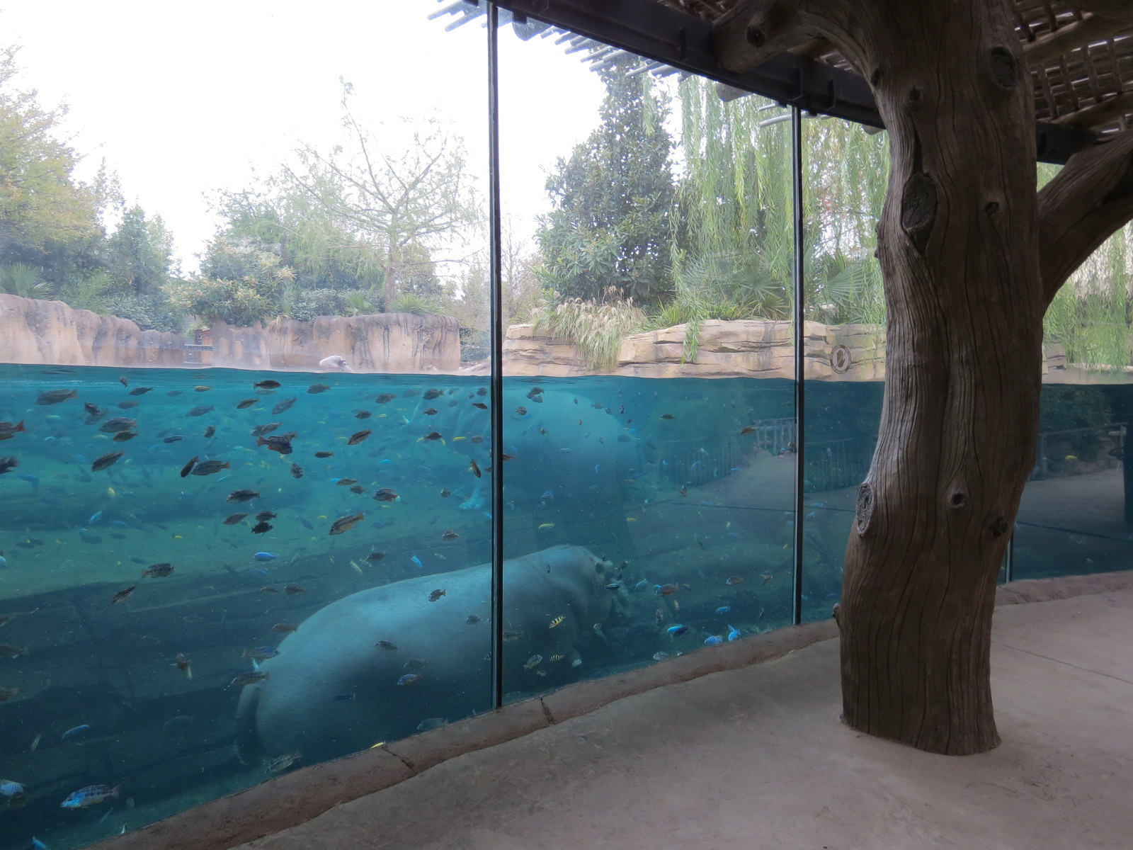 African Savanna - Hippopotamus Exhibit
