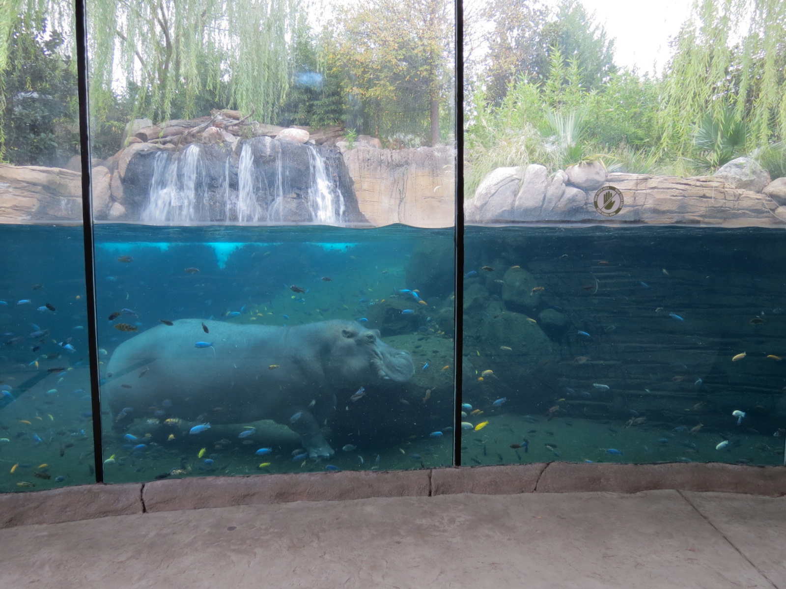 African Savanna - Hippopotamus Exhibit