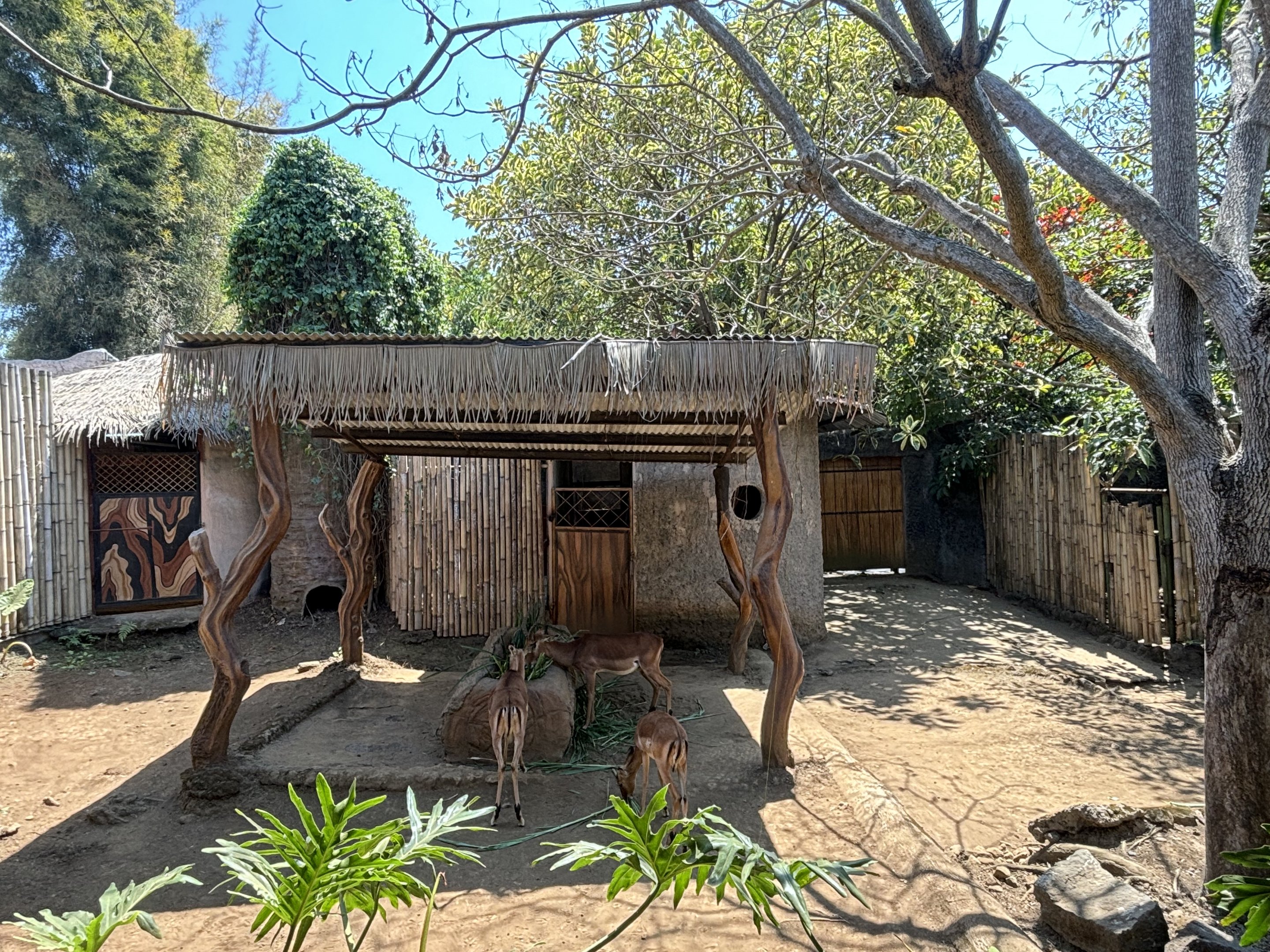 African Savanna - Impala