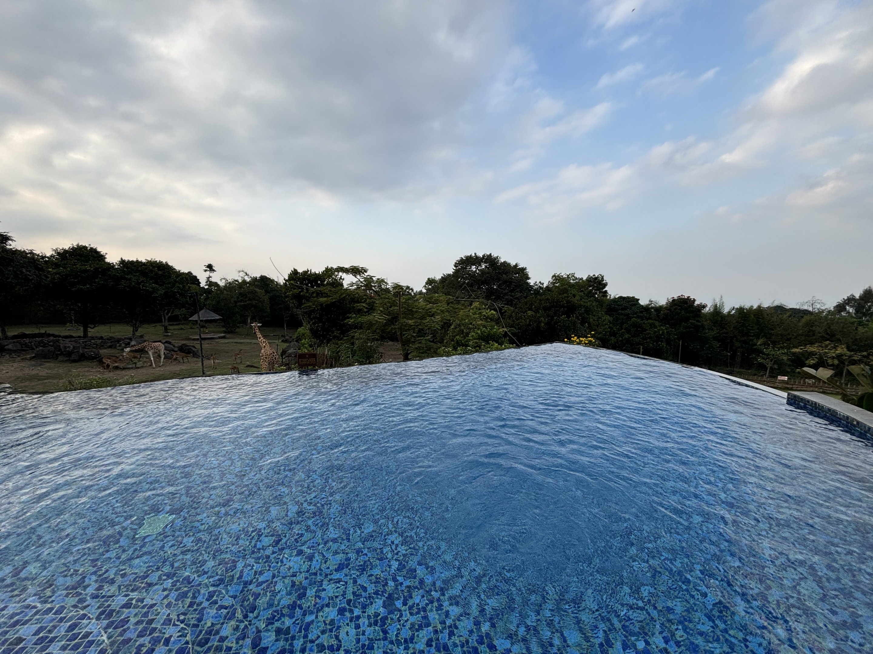 African Savanna + Infinity Pool - Baobab Safari Resort