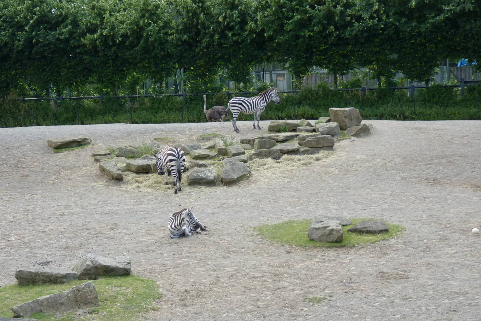 African Savanna, July 2016