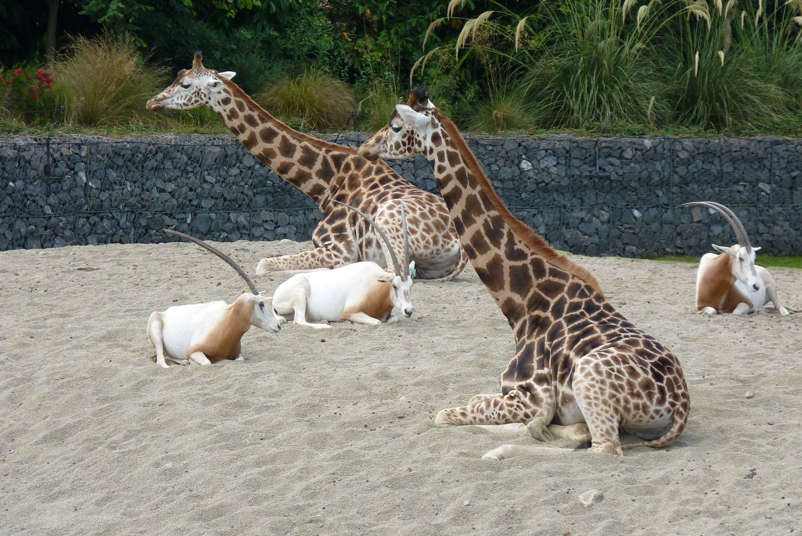 African Savanna, July 2016