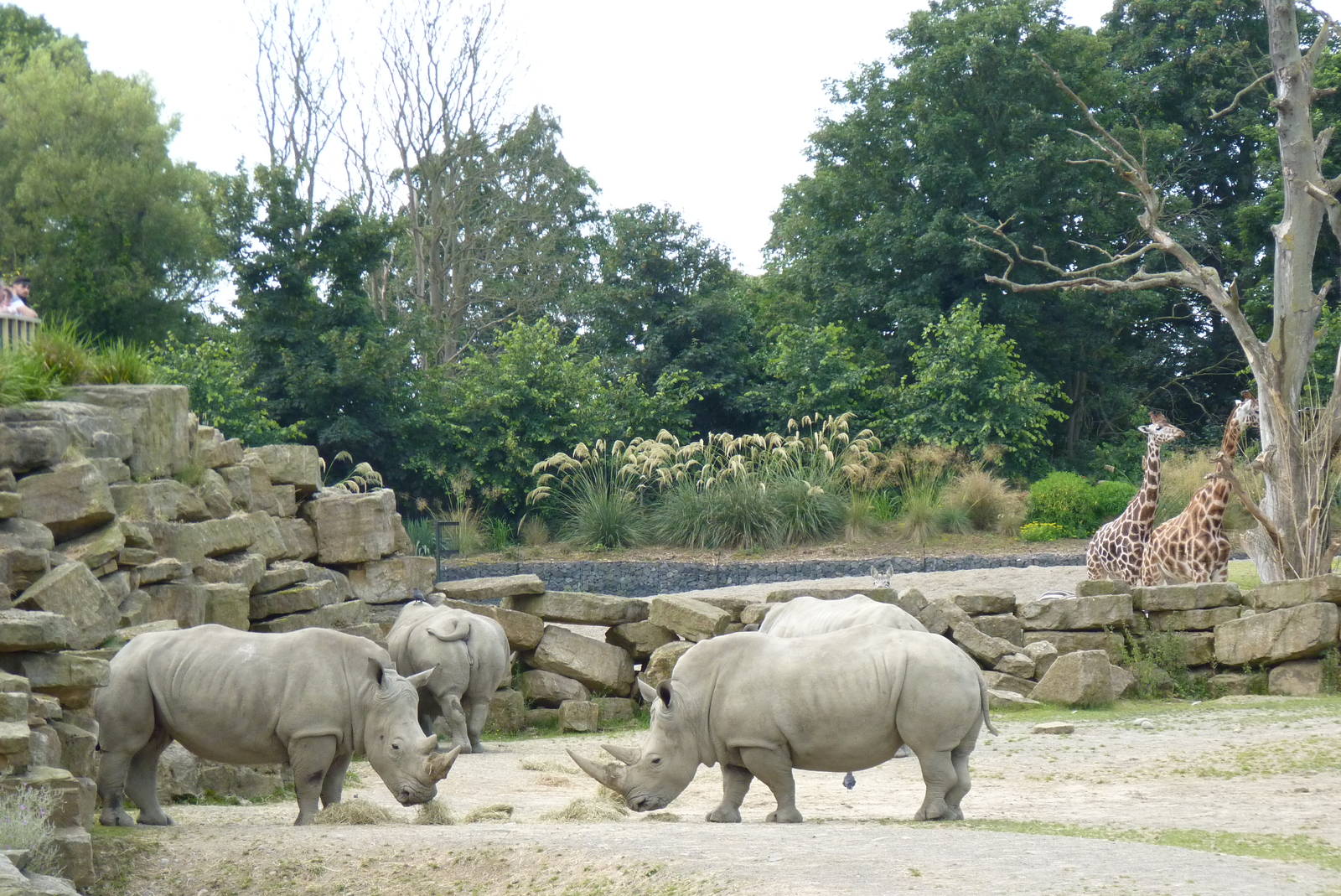 African Savanna, July 2016