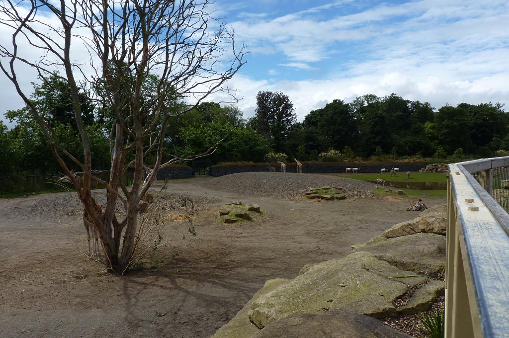 African Savanna, June 2012