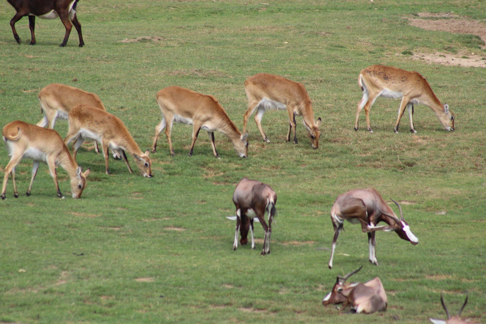 African Savanna (Kafue Lechwe, Blesbok)