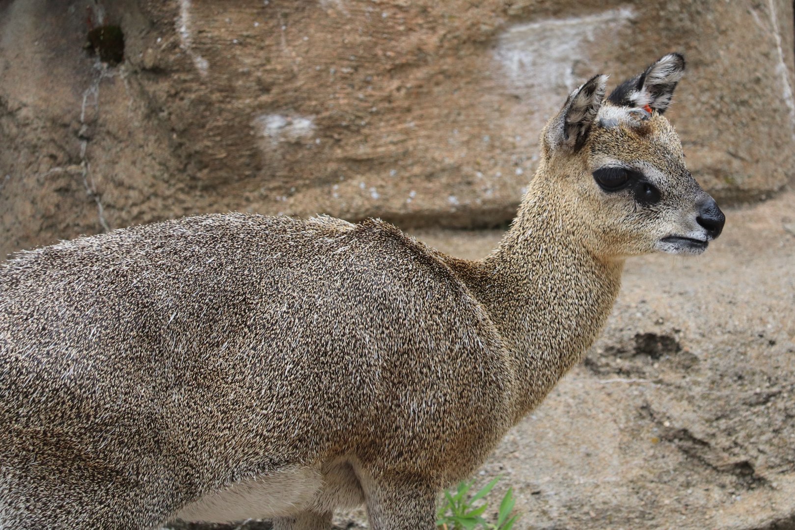 African Savanna - Klipspringer
