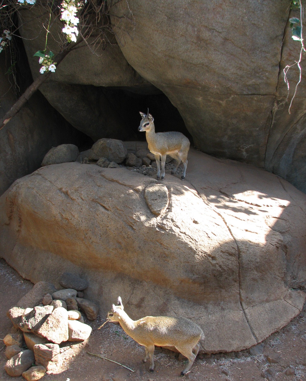 African Savanna Kopje Exhibit