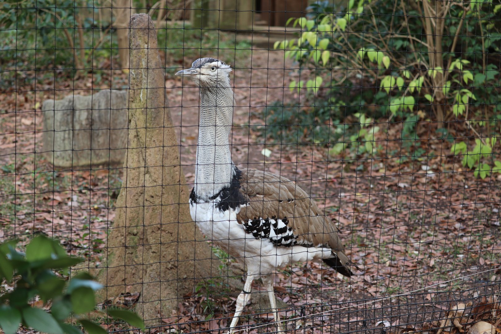 African Savanna - Kori Bustard