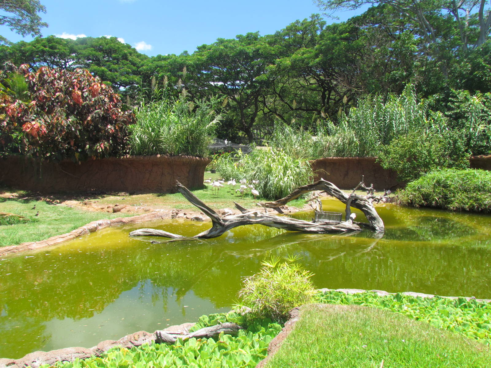 African Savanna - Lesser Flamingo Exhibit