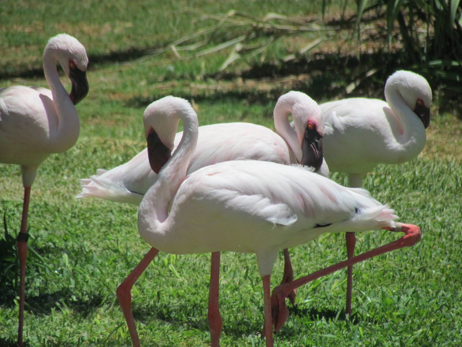 African Savanna - Lesser Flamingo