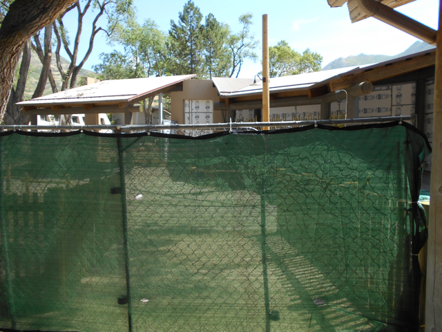 African savanna lion exhibit construction