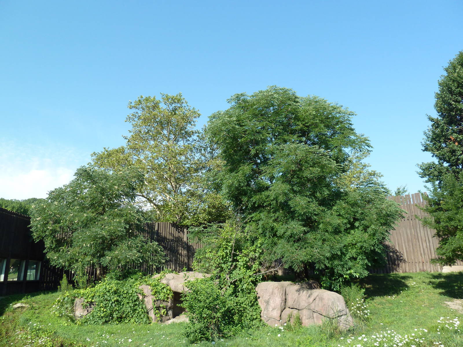African Savanna - Lion Exhibit