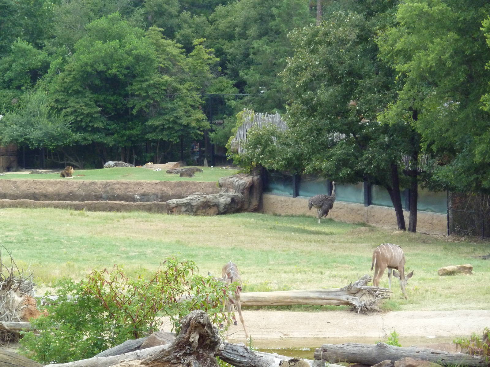 African Savanna + Lion Exhibit