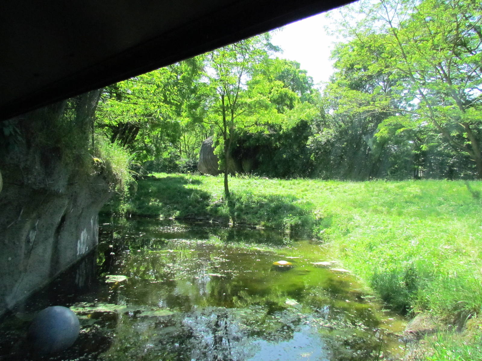 African Savanna - Lion Exhibit
