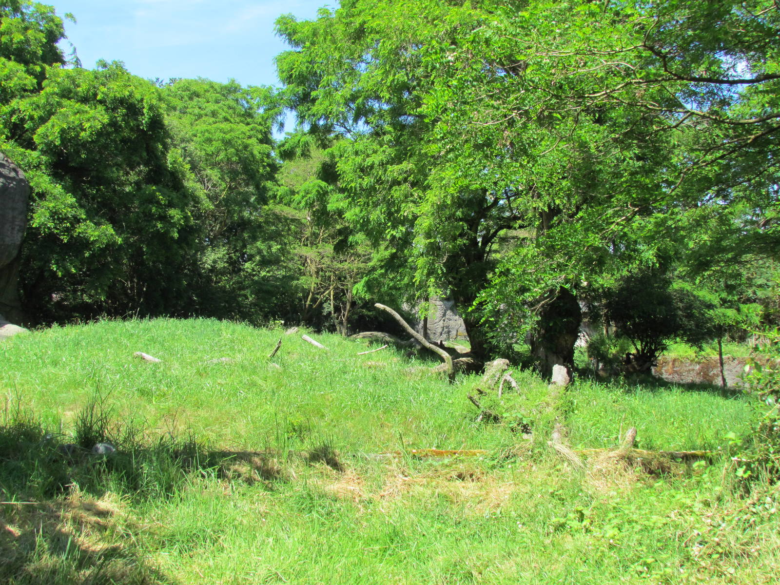 African Savanna - Lion Exhibit