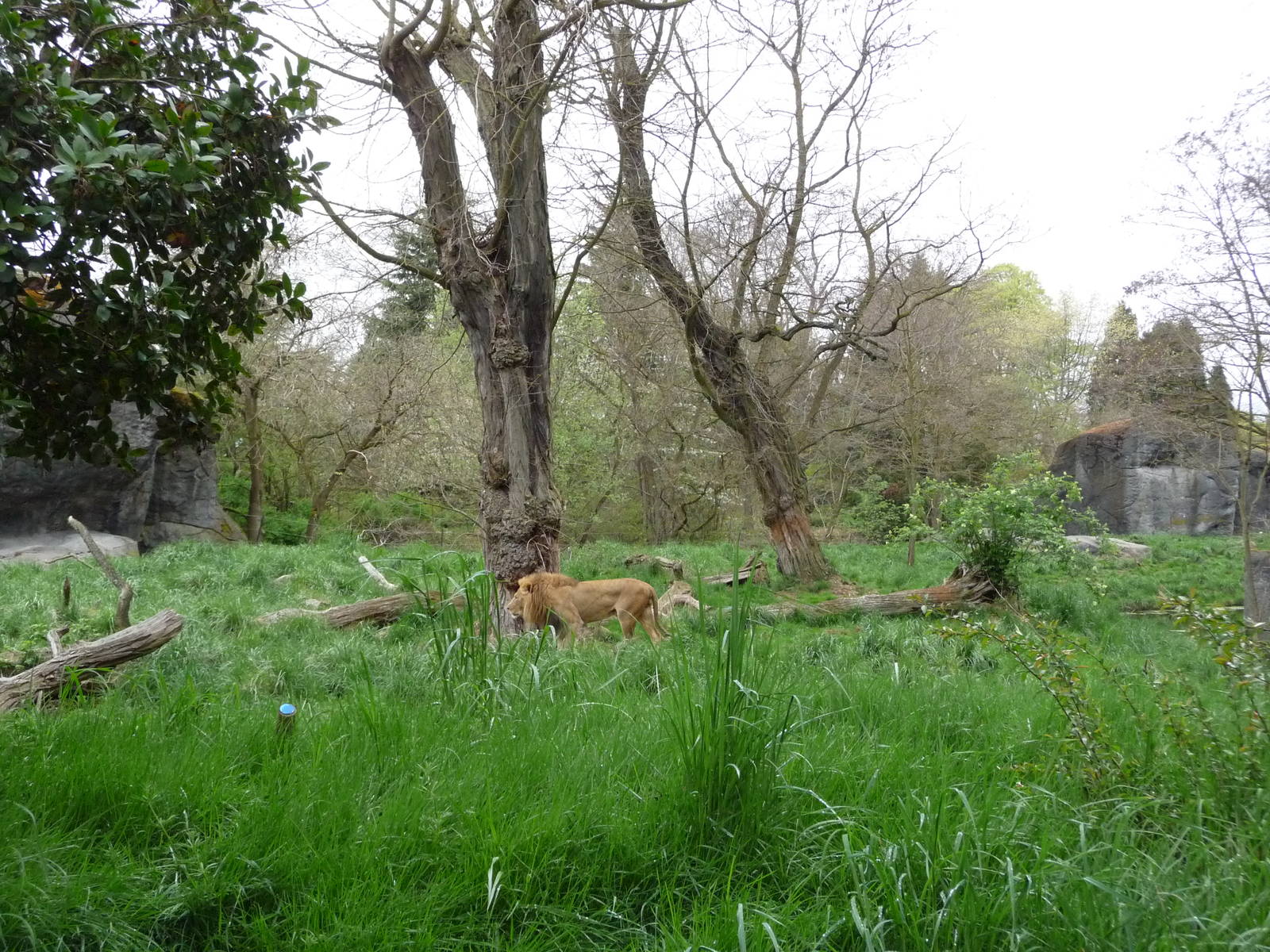 African Savanna - Lion Exhibit