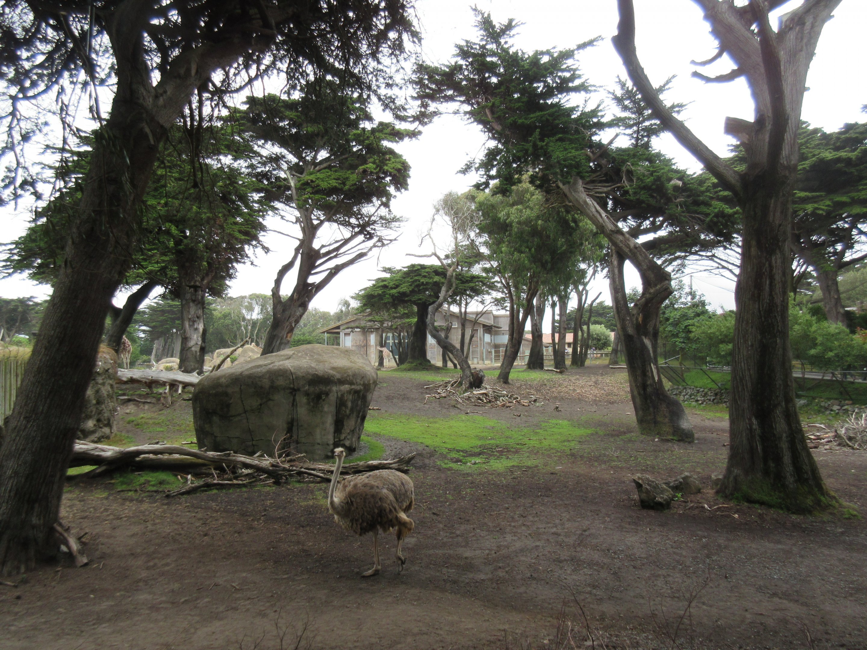 African Savanna (look at those mature trees!)