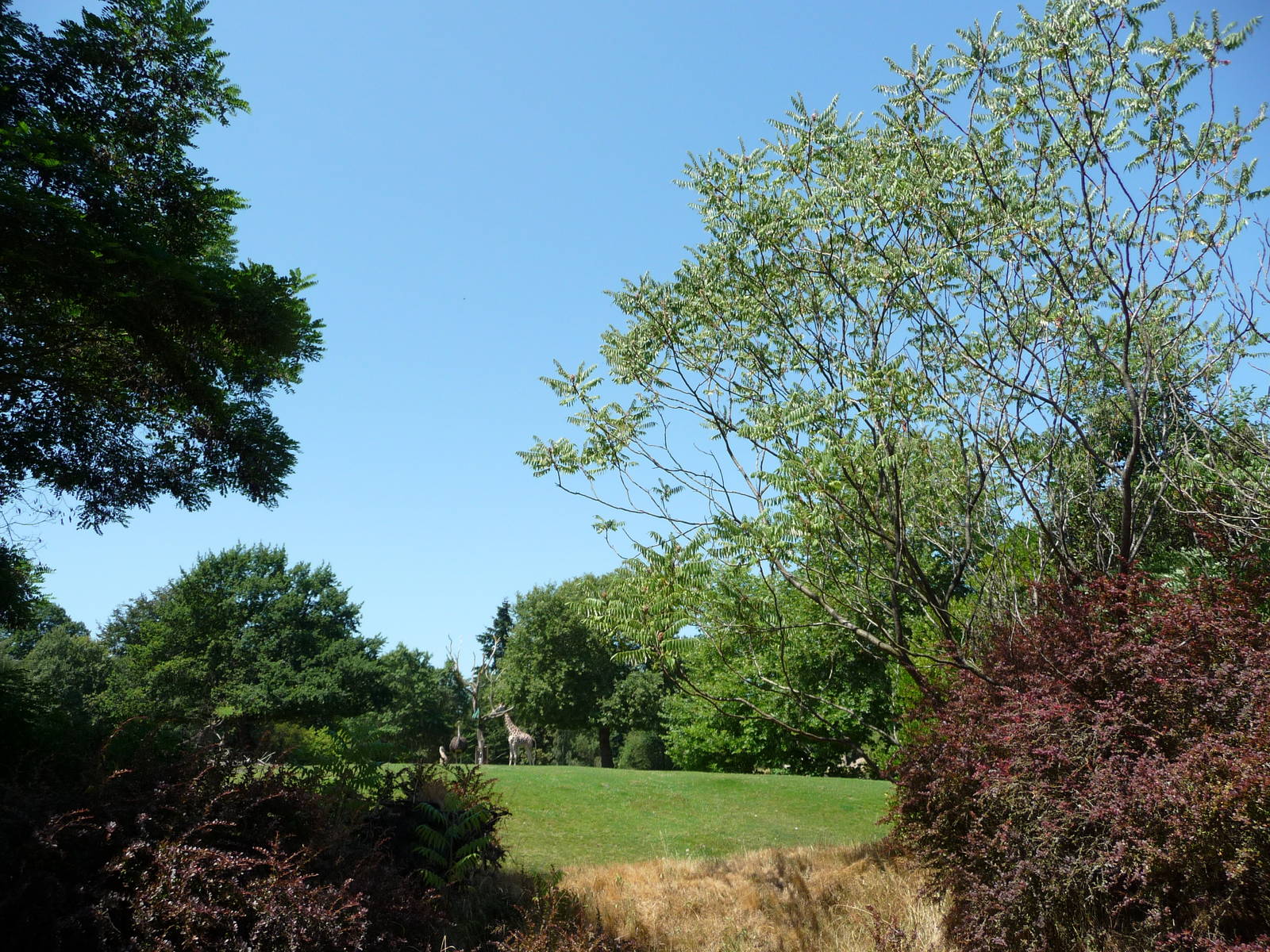 African Savanna - Lookout