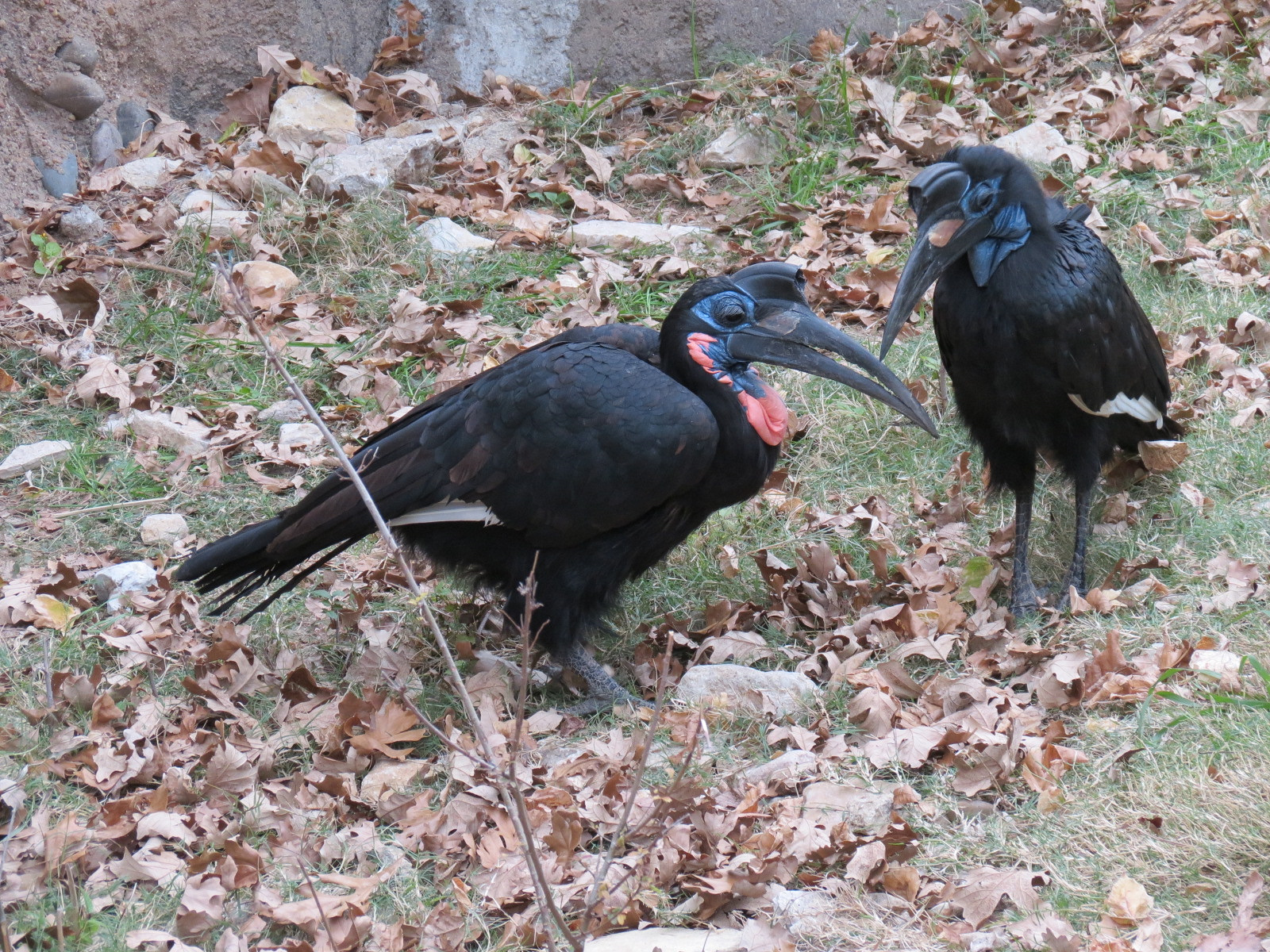African Savanna - Main Exhibit - Abyssinian Ground Hornbill