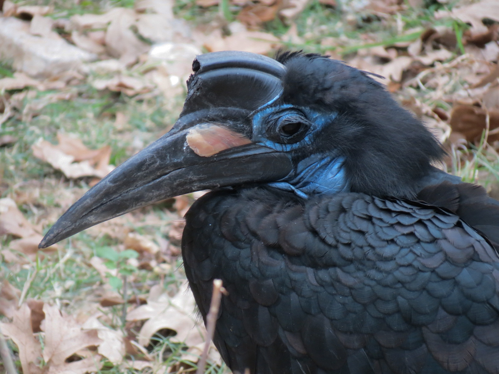 African Savanna - Main Exhibit - Abyssinian Ground Hornbill