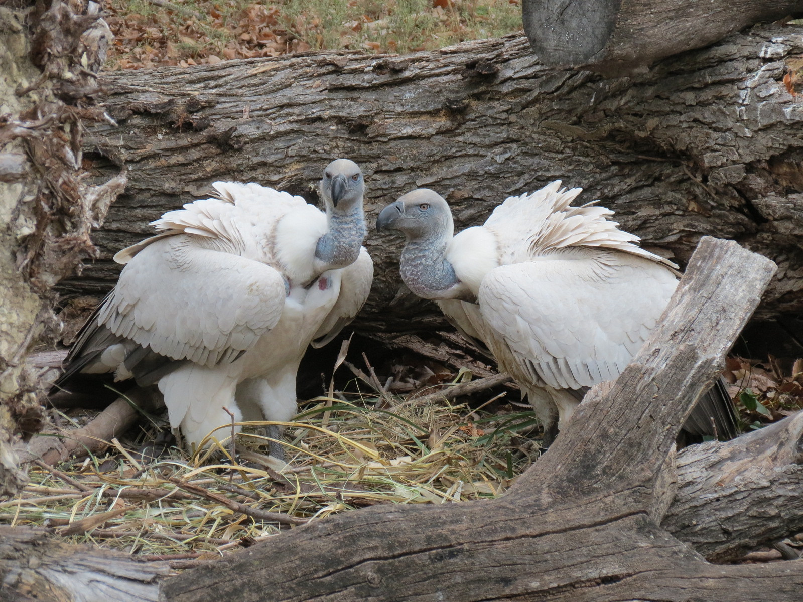 African Savanna - Main Exhibit - Cape Vulture