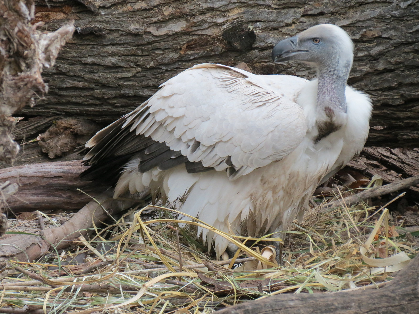 African Savanna - Main Exhibit - Cape Vulture