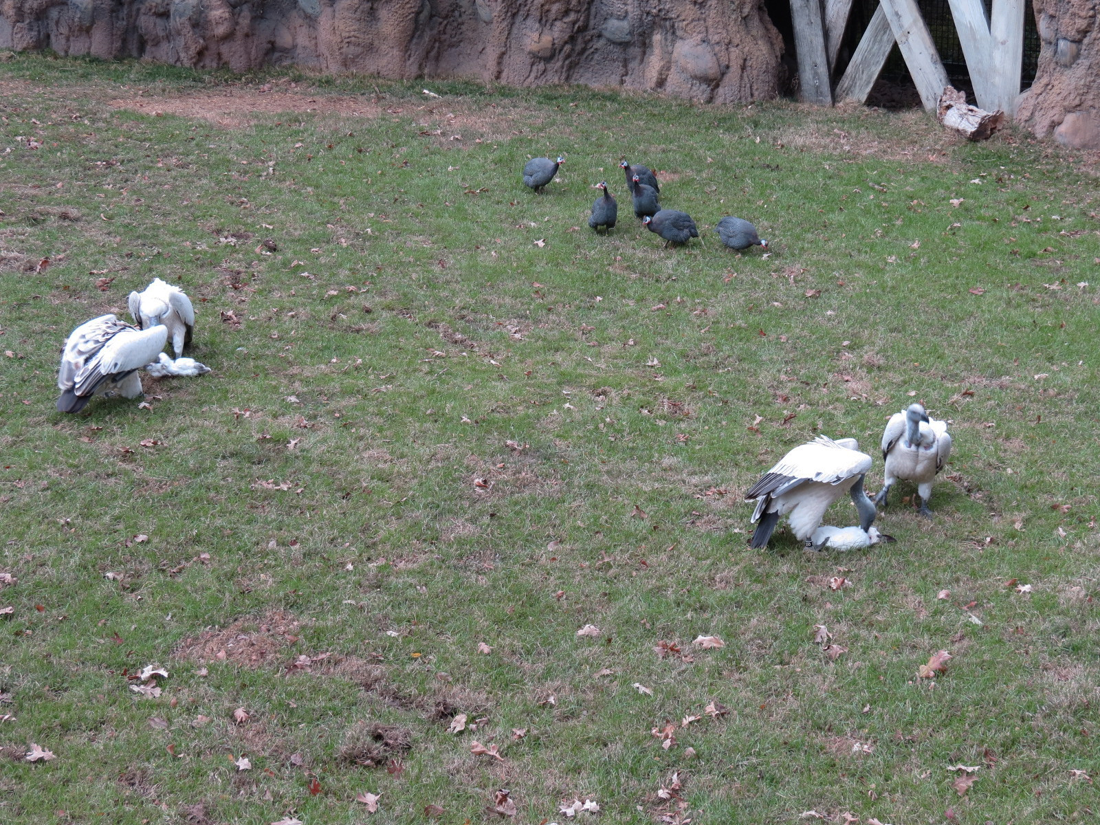 African Savanna - Main Exhibit - Cape Vulture
