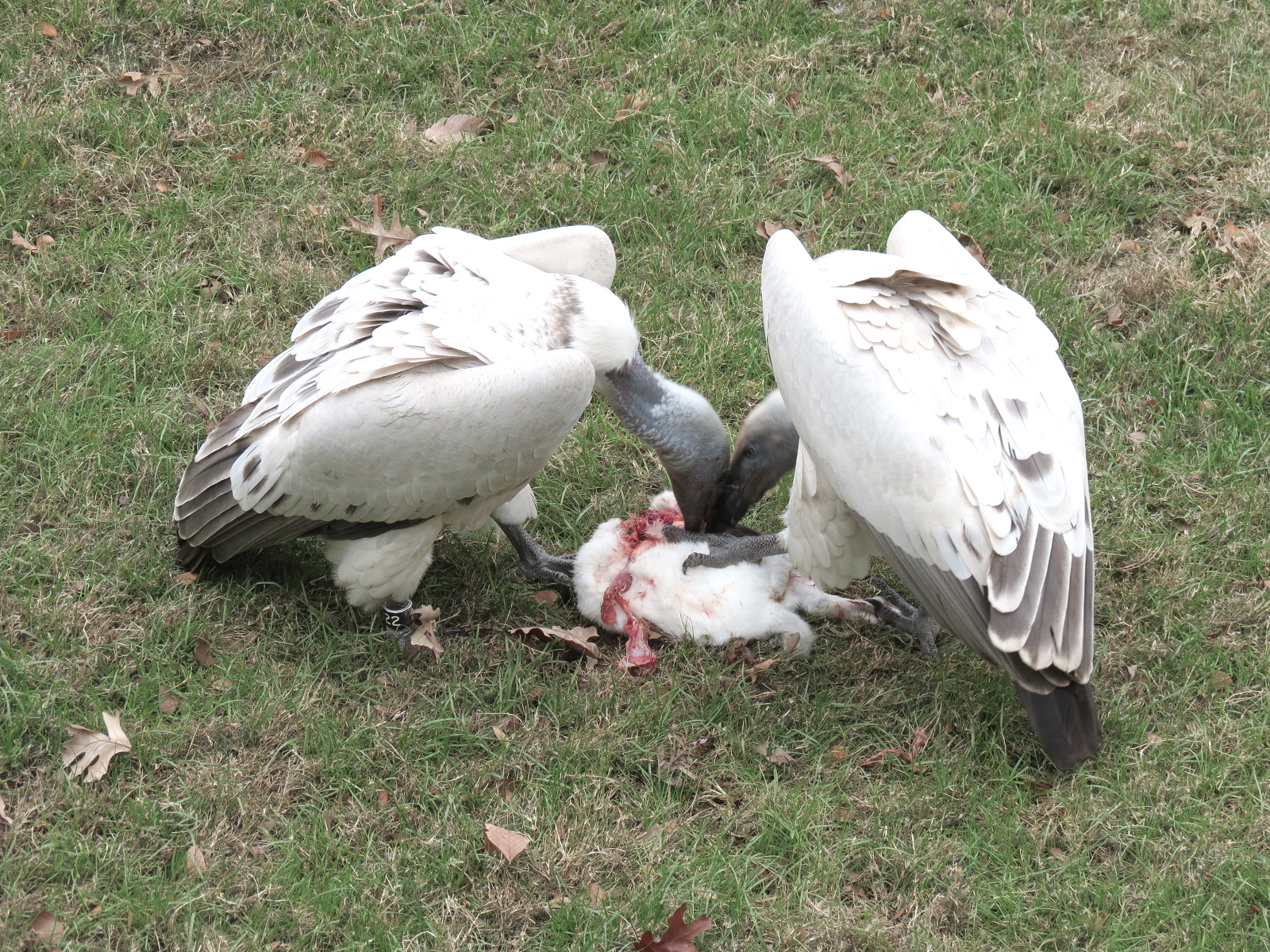 African Savanna - Main Exhibit - Cape Vulture