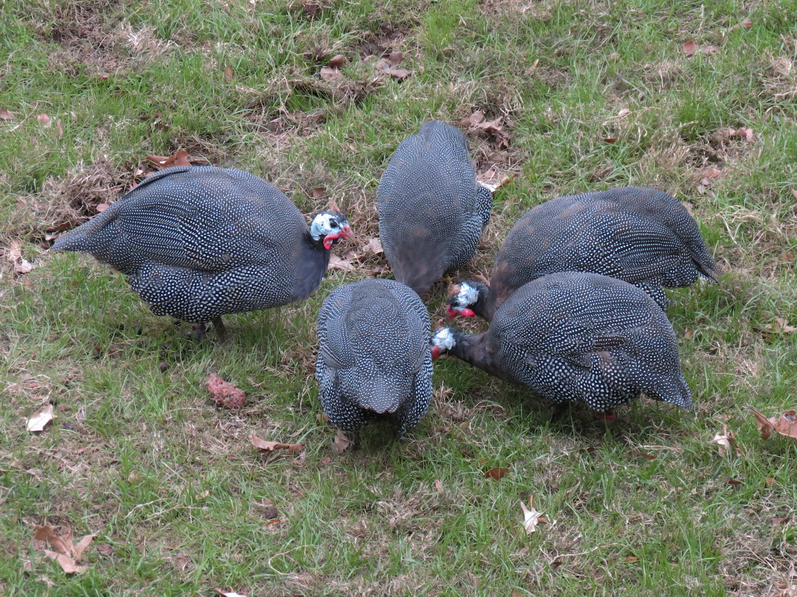 African Savanna - Main Exhibit - Helmeted Guinea Fowl