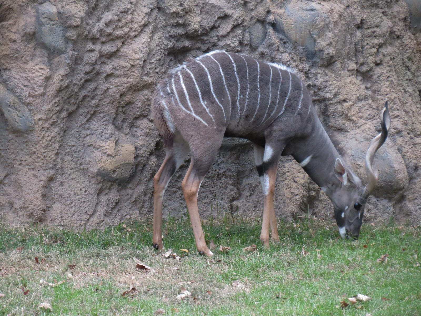 African Savanna - Main Exhibit - Lesser Kudu