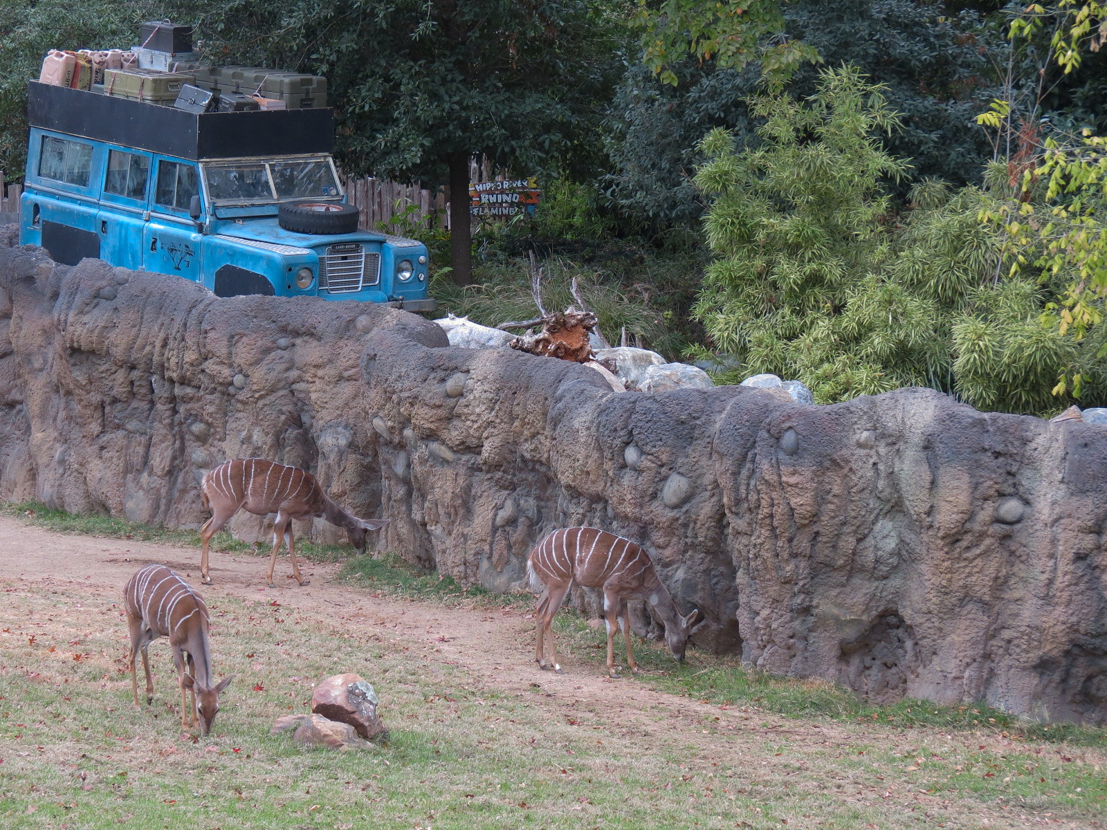 African Savanna - Main Exhibit - Lesser Kudu