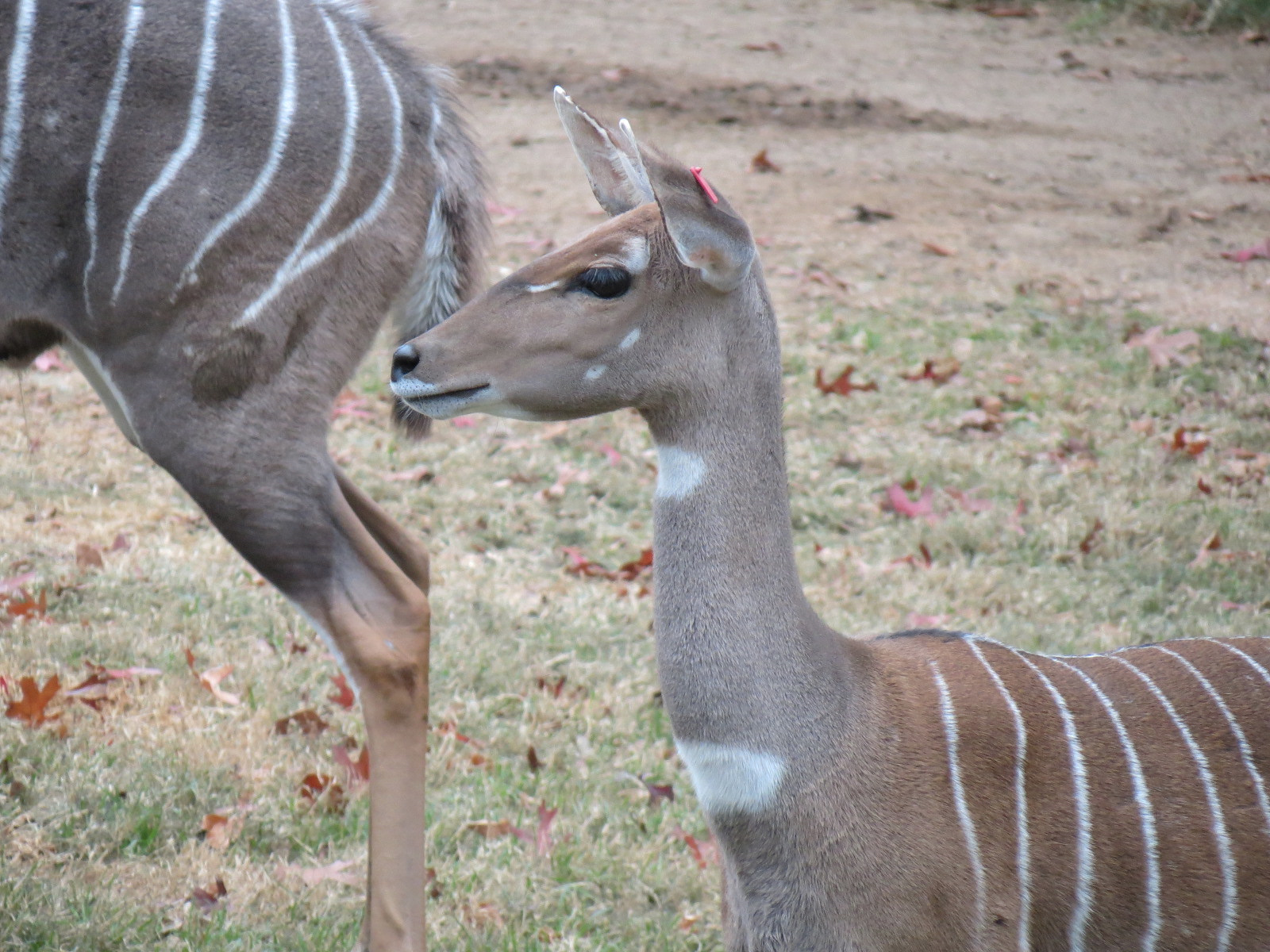 African Savanna - Main Exhibit - Lesser Kudu