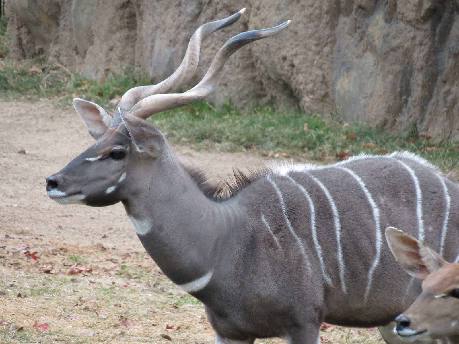 African Savanna - Main Exhibit - Lesser Kudu