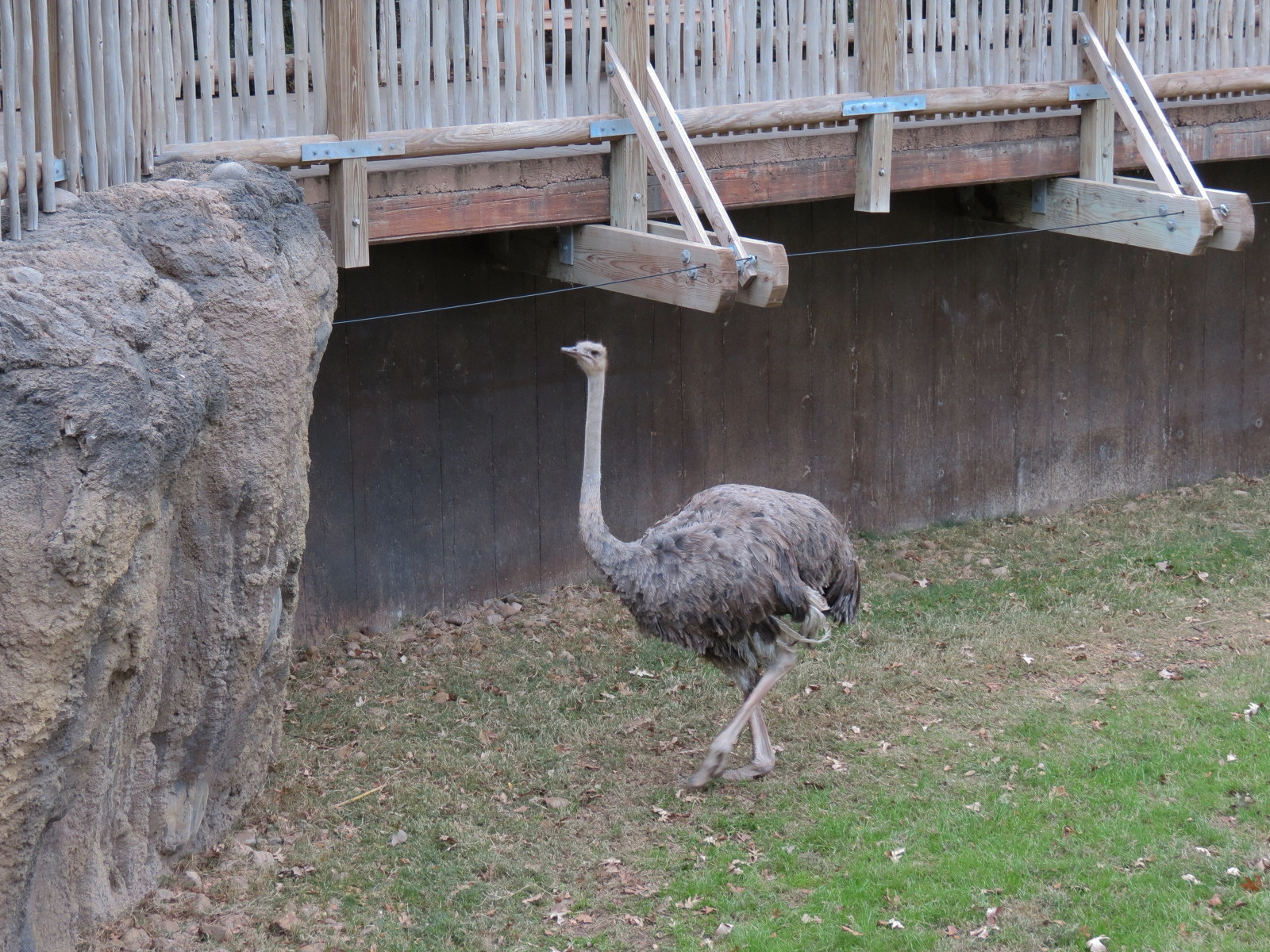 African Savanna - Main Exhibit - Ostrich