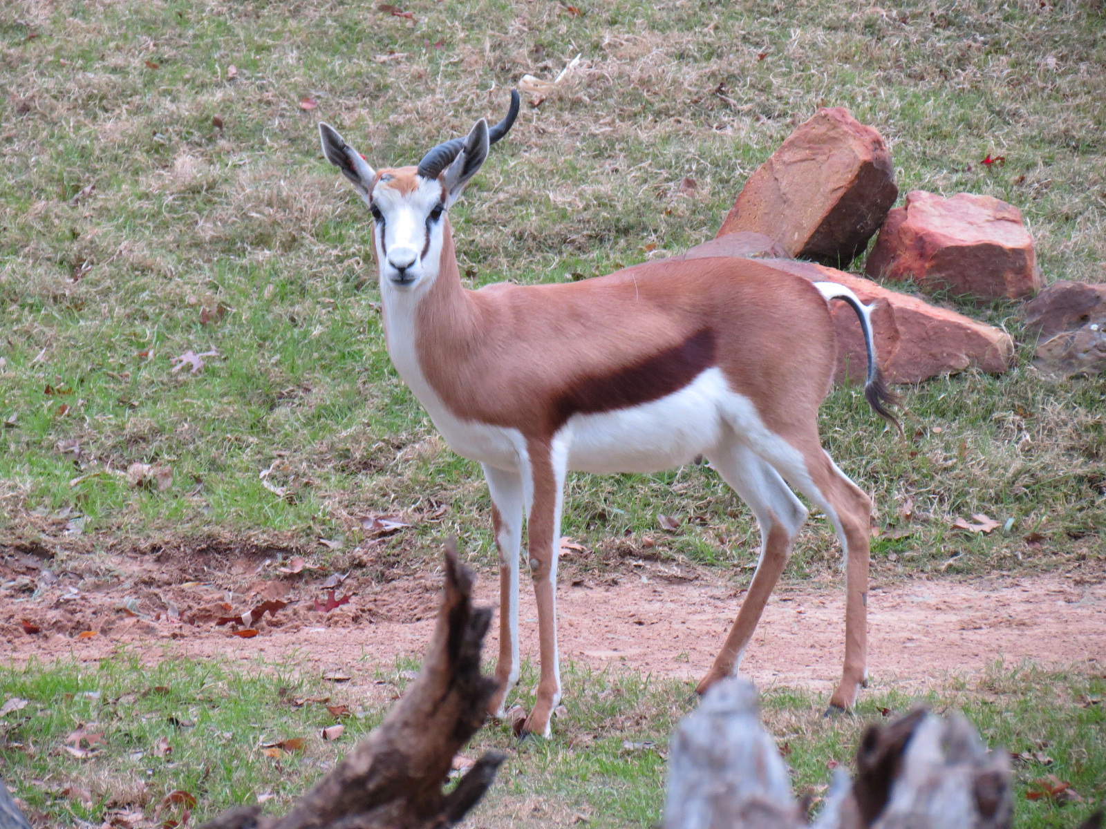African Savanna - Main Exhibit - Springbok