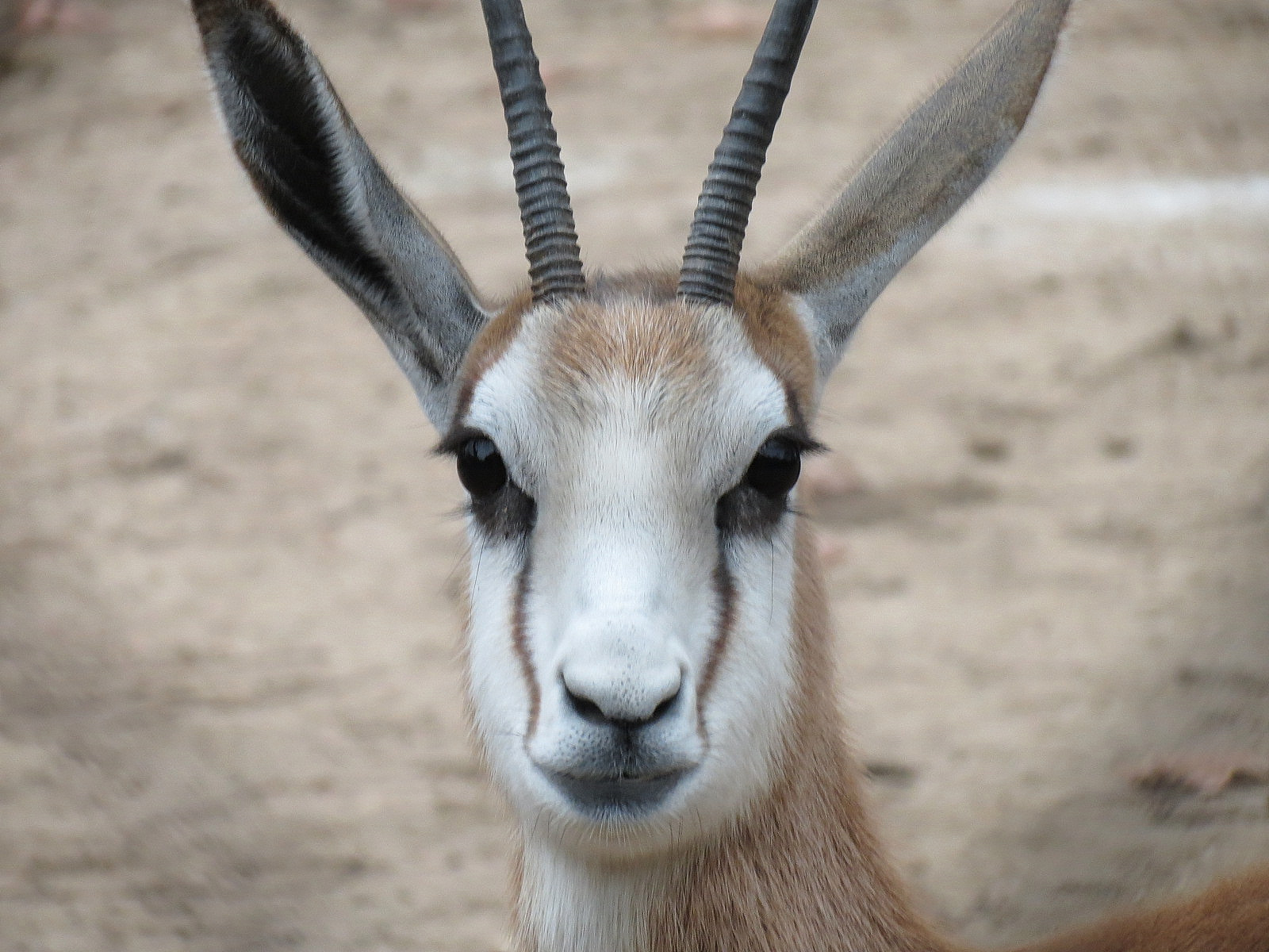 African Savanna - Main Exhibit - Springbok