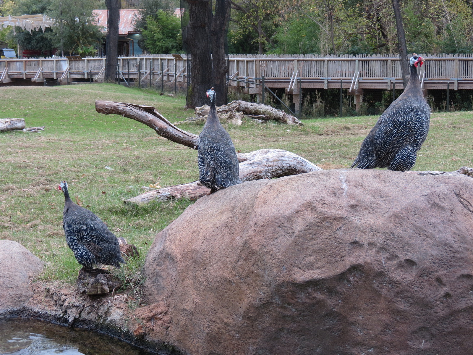 African Savanna - Main Exhibit - Waterhole Area - Helmeted Guinea Fowl