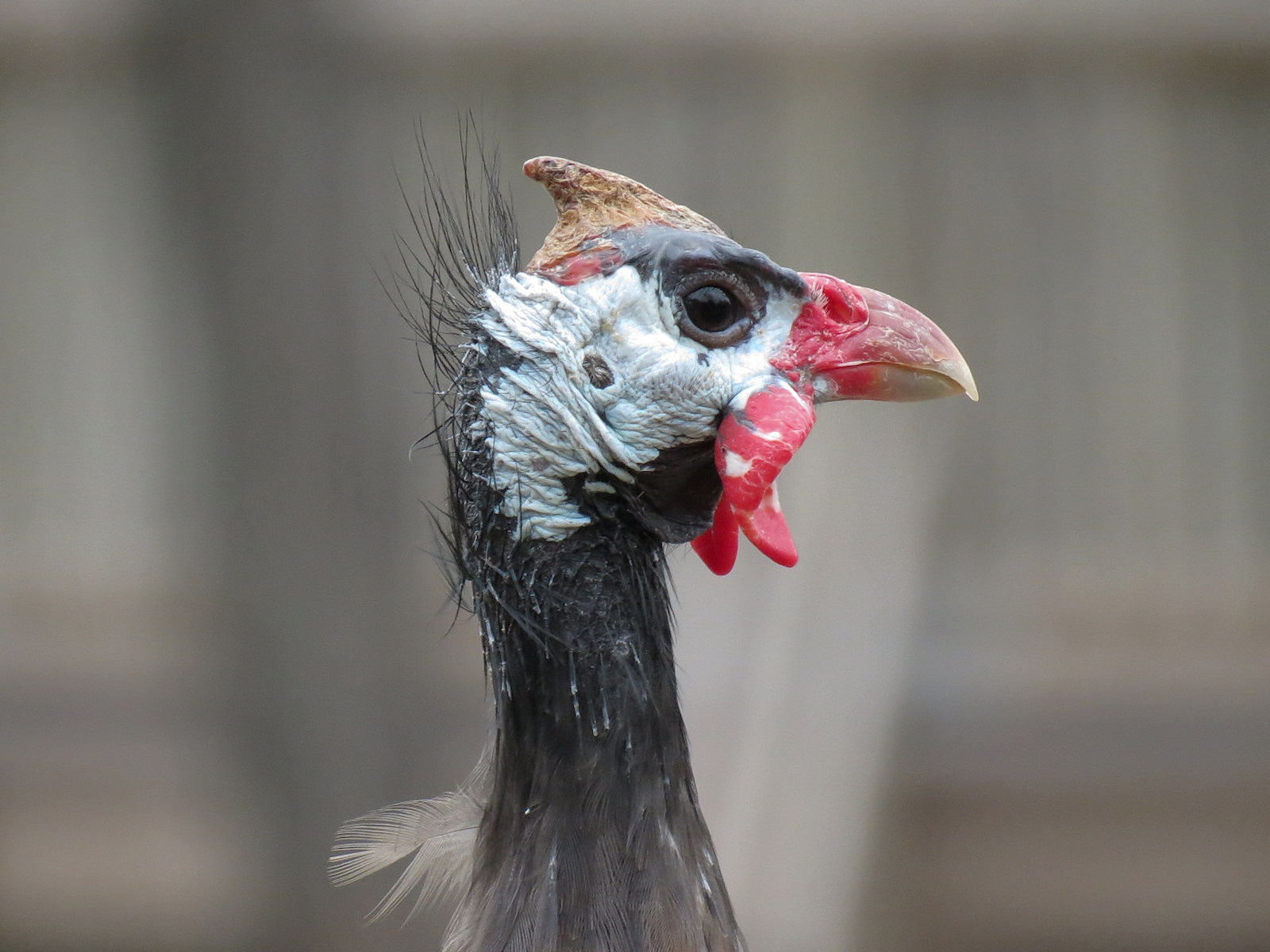 African Savanna - Main Exhibit - Waterhole Area - Helmeted Guinea Fowl