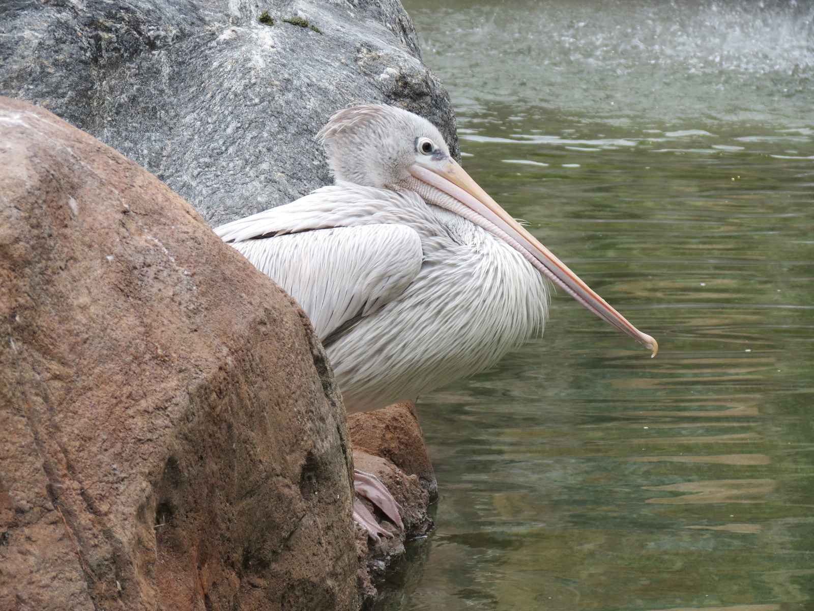 African Savanna - Main Exhibit - Waterhole Area - Pink-backed Pelican