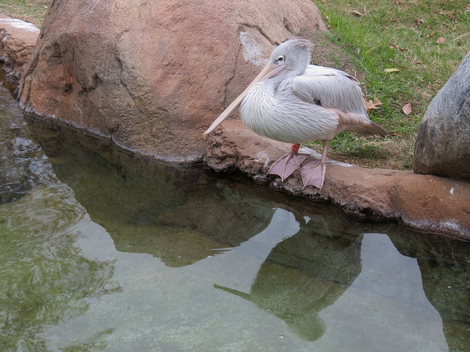 African Savanna - Main Exhibit - Waterhole Area - Pink-backed Pelican