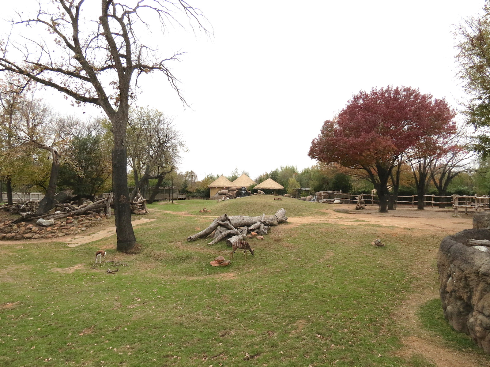 African Savanna - Main Exhibit
