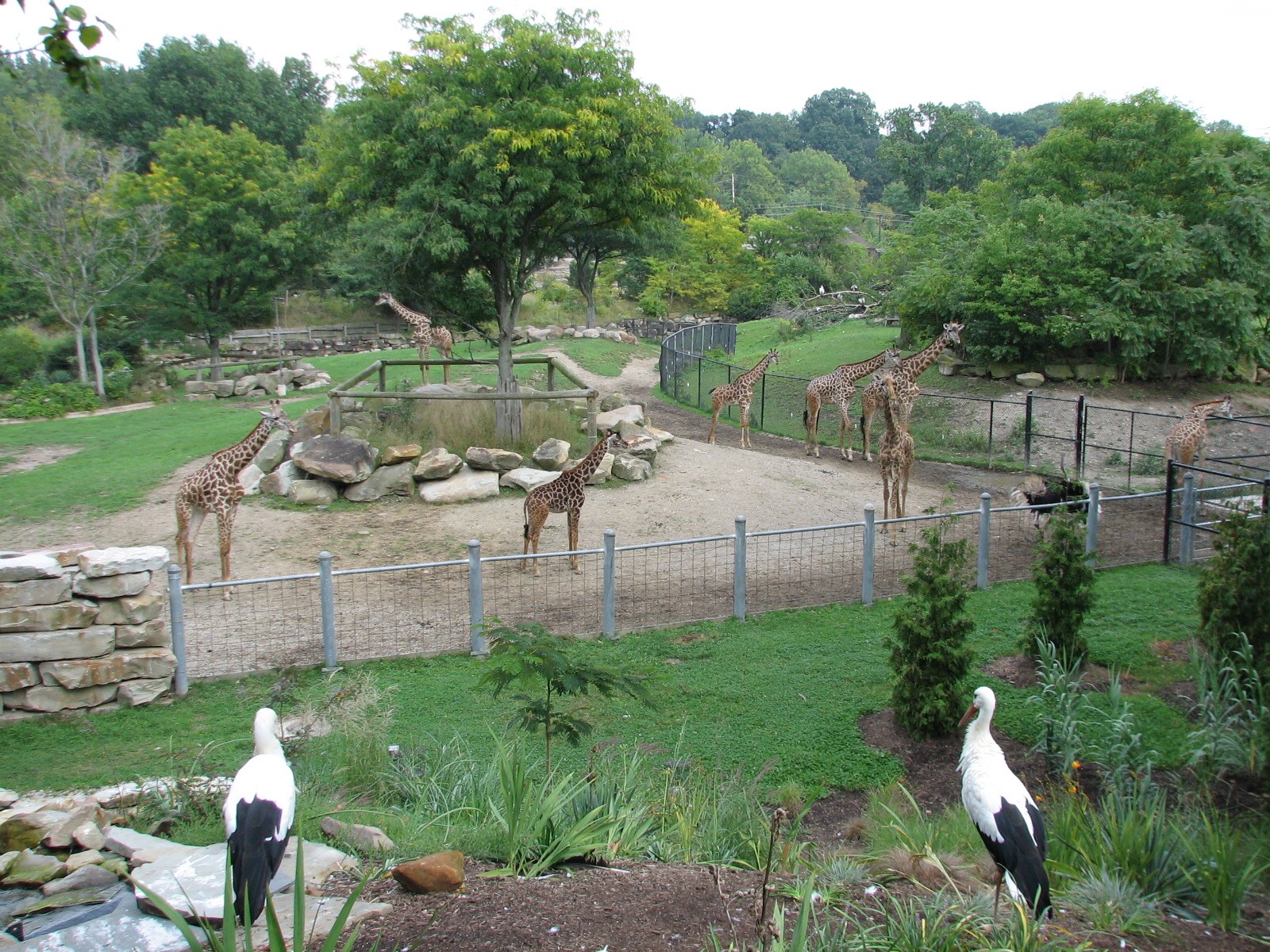 African Savanna - Main Exhibit