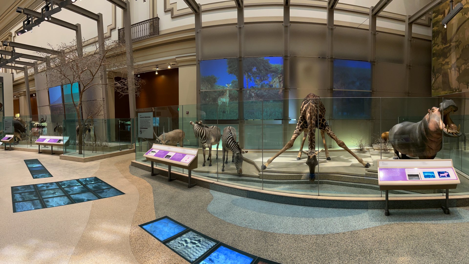 African Savanna Mammals