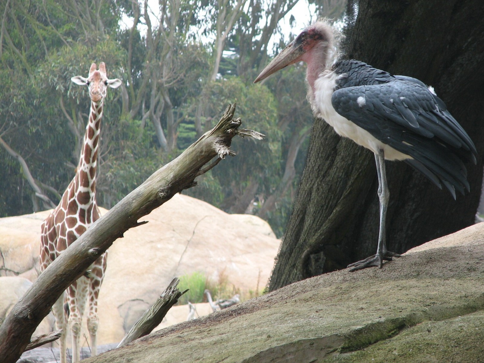 African Savanna - Marabou Stork and Reticulated Giraffe