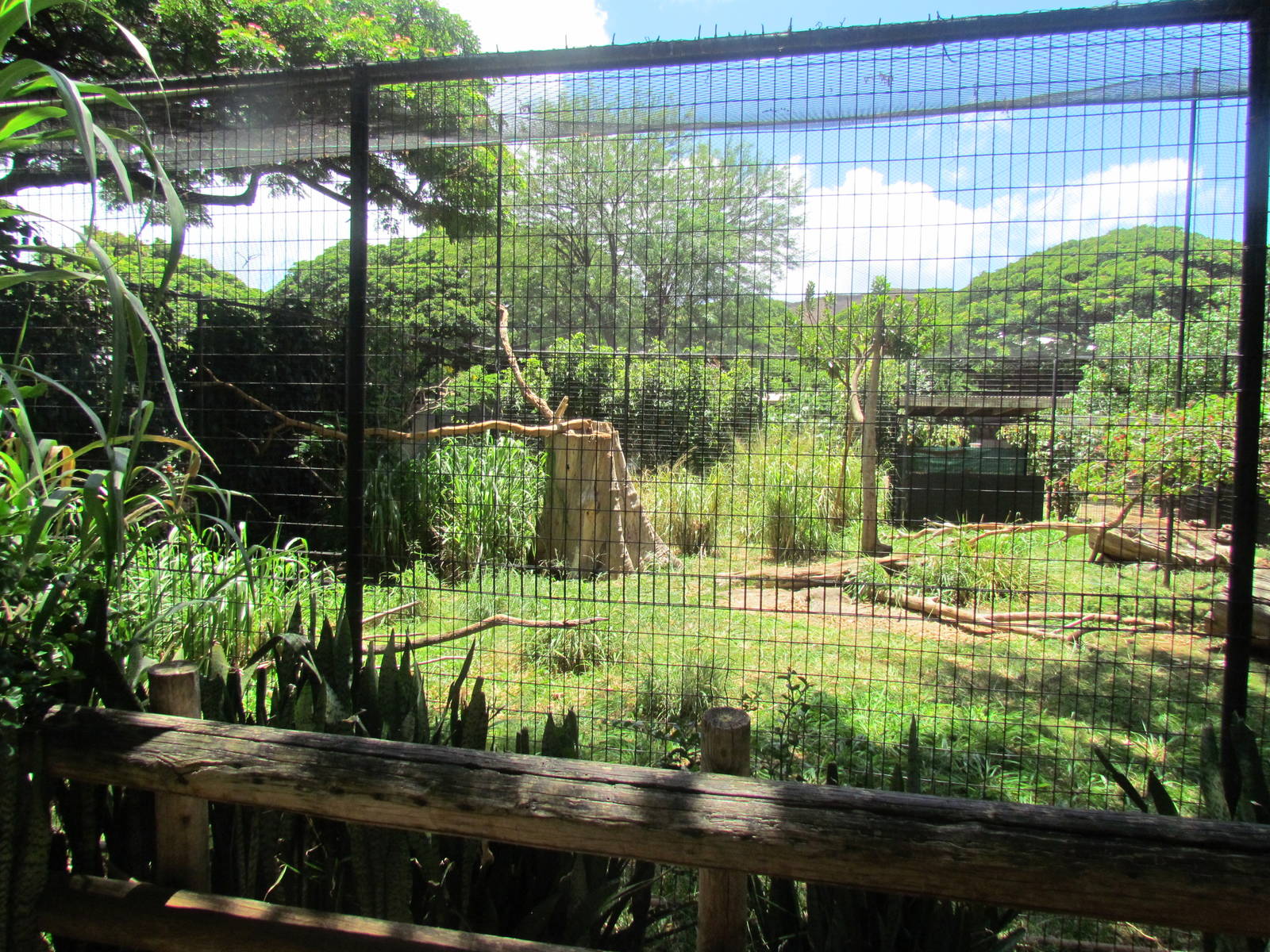 African Savanna - Marabou Stork Exhibit