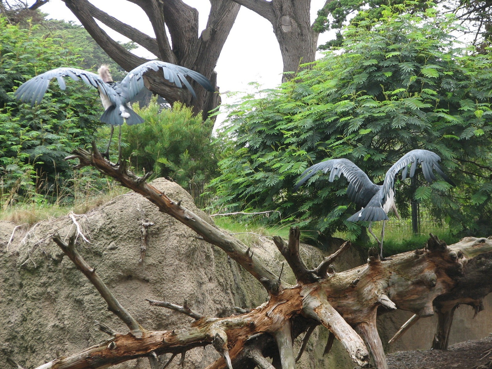 African Savanna - Marabou Stork