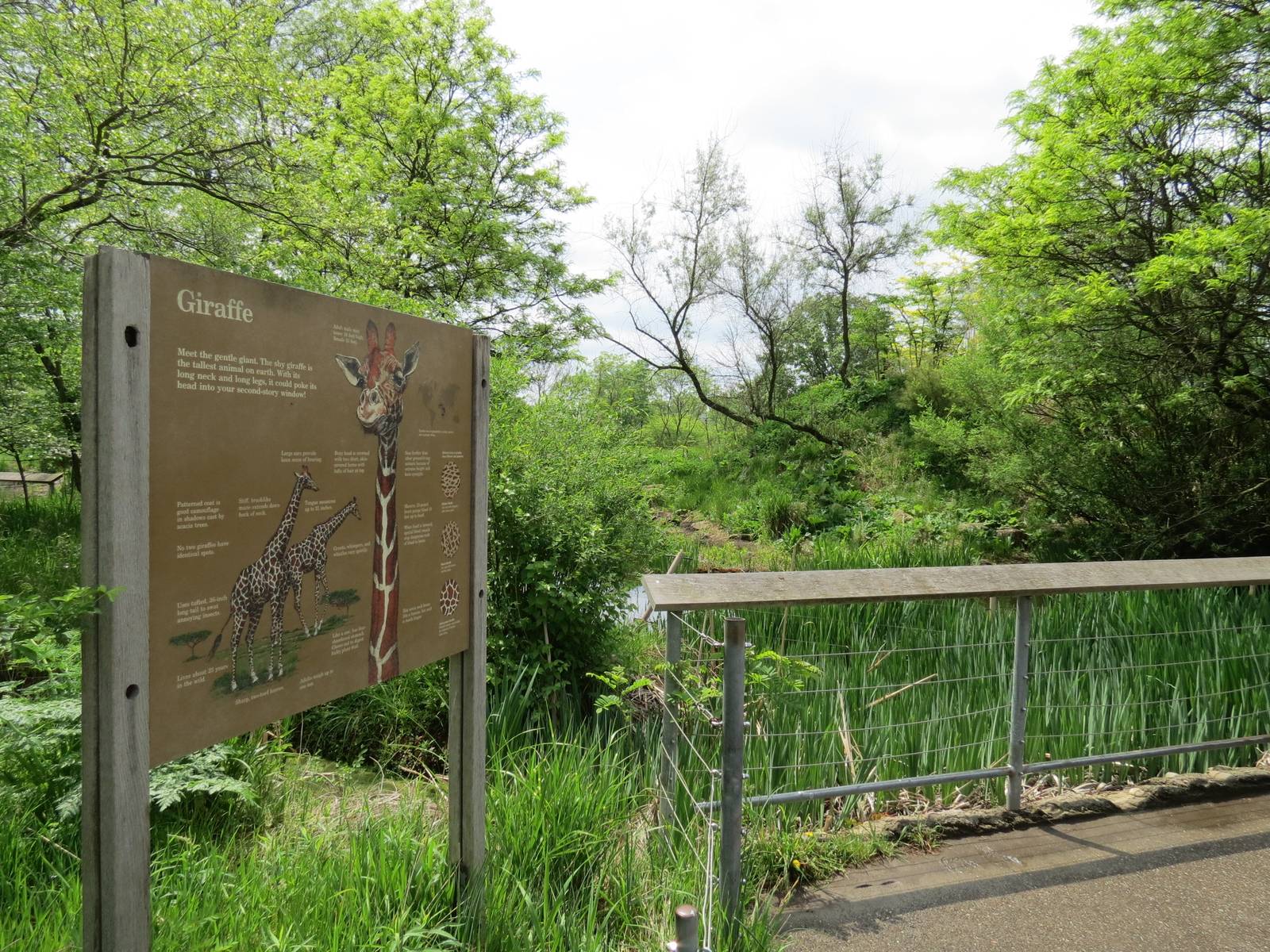 African Savanna - Masai Giraffe Exhibit Sign