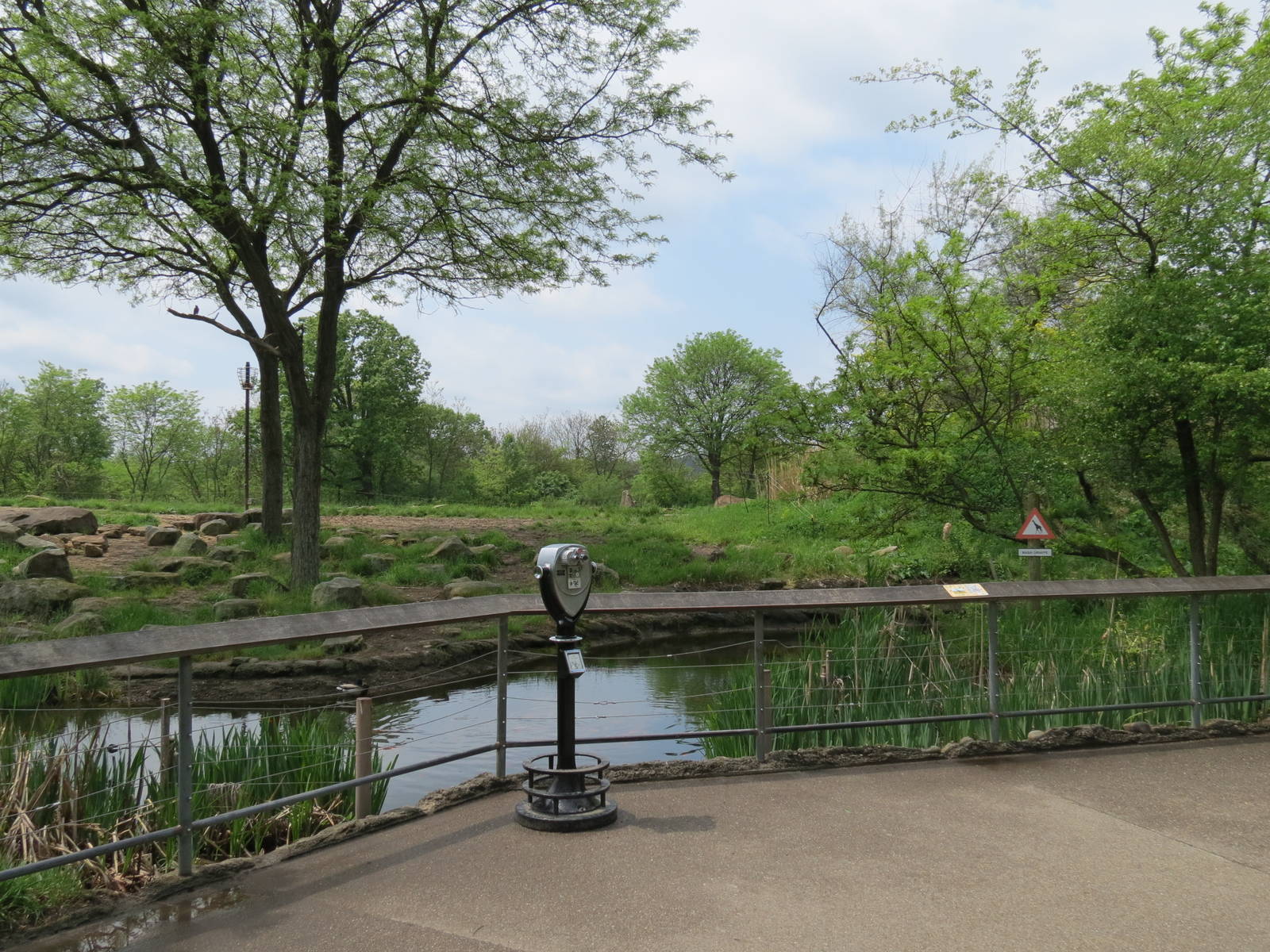 African Savanna - Masai Giraffe Exhibit Viewing Area